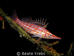 Longnose Hawkfish  taken with Canon S70 and Makro Lens on... by Beate Krebs 